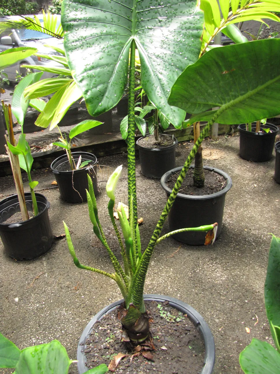 Alocasia zebrina