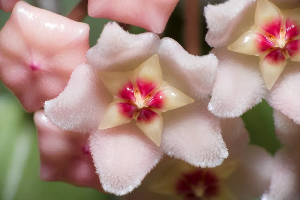 Flores estrelladas aterciopeladas blancas Hoya carnosa