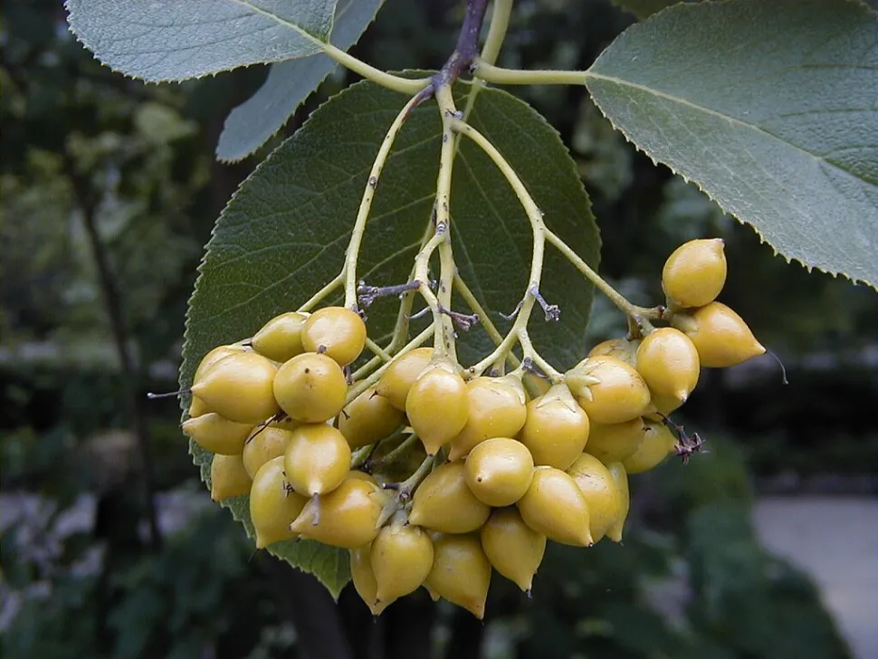 Ehretia dicksonii vrucht
