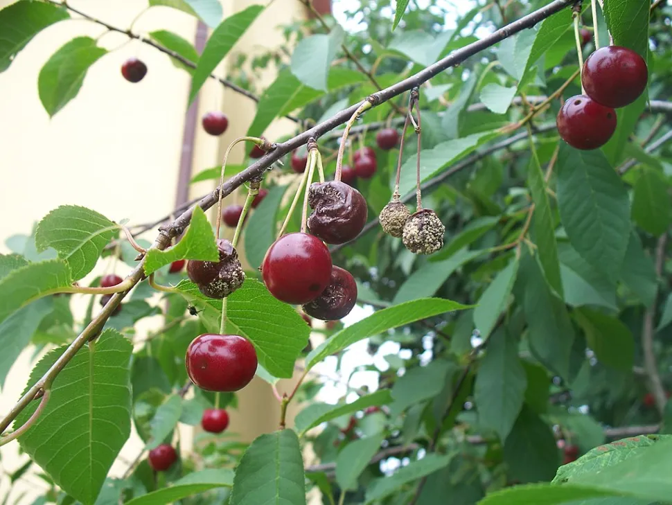 Cerezas afectadas por moniliosis