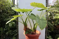 Alocasia odora en maceta
