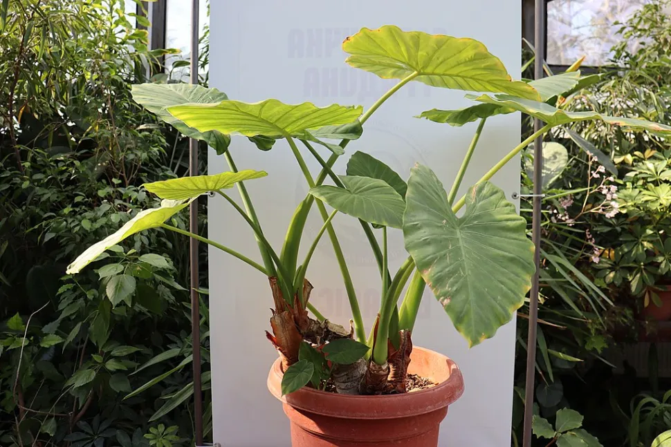 Alocasia odora in vaso