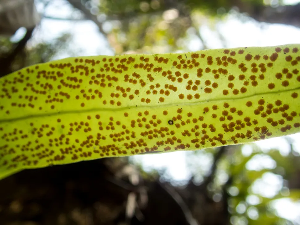 Sporangien von Microsorum punctatum