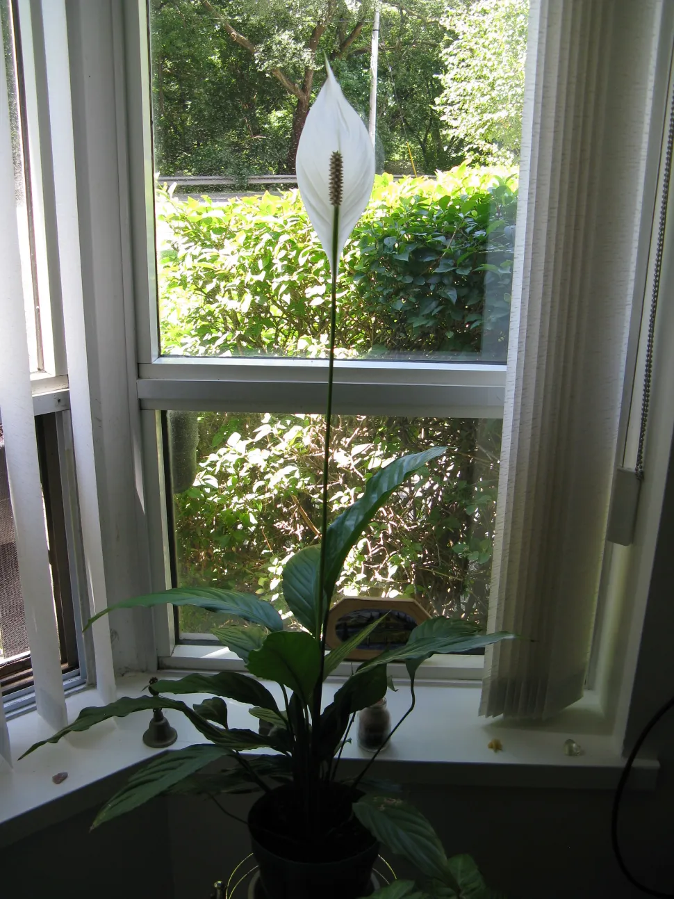 Friedenslilie mit einer Blume