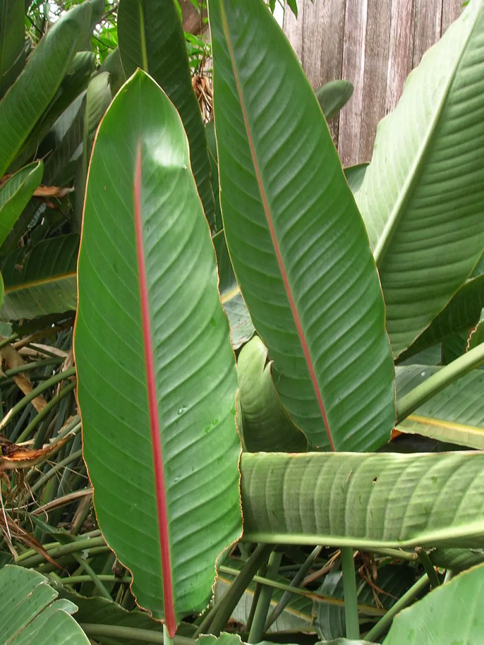 Grandes folhas verdes lanceoladas Ave do paraíso