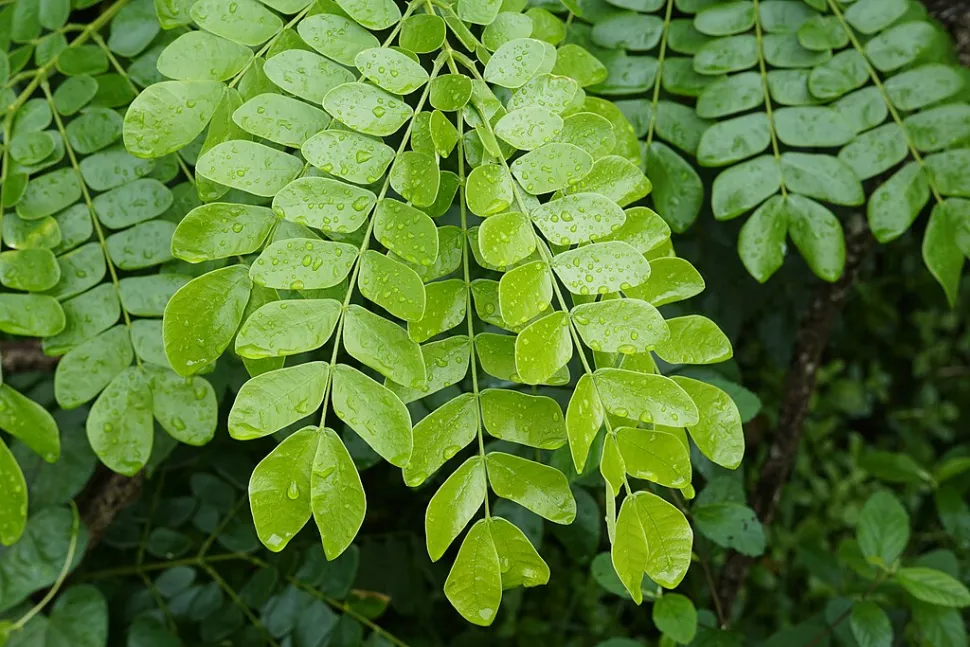 Albizia saman blad