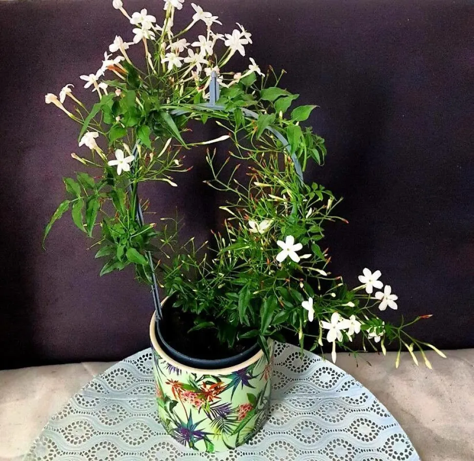 Jasmim de flor grande num vaso