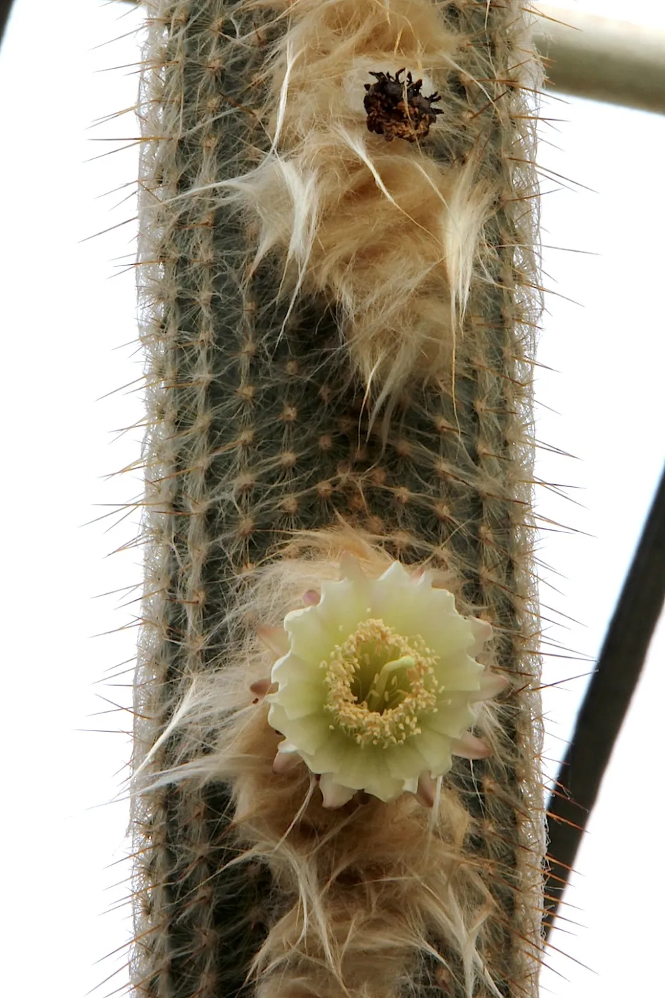 Weiße Kaktusblüten Espostoa melanostele