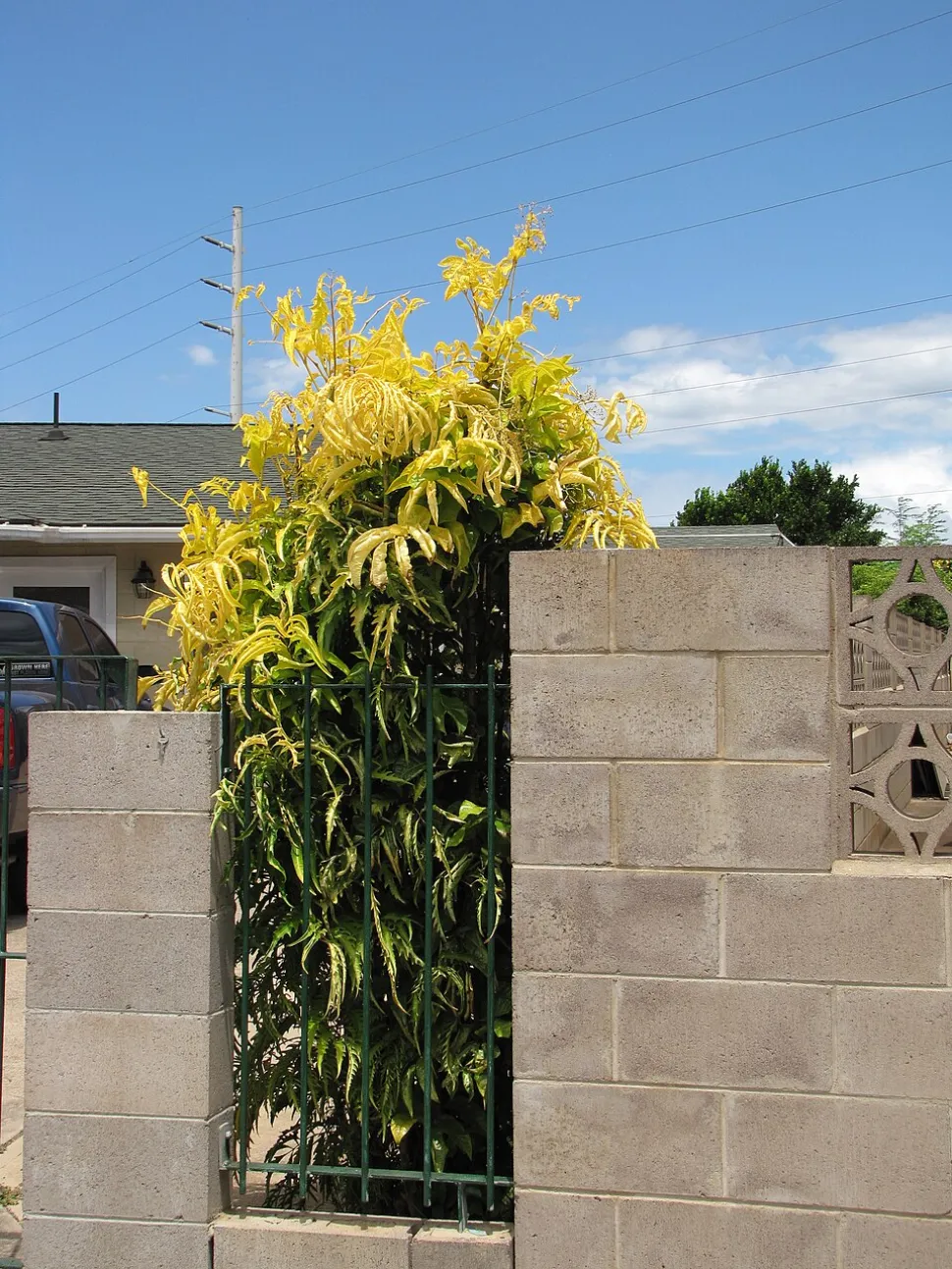 Polyscias filicifolia en pleine terre