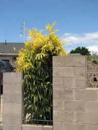 Polyscias filicifolia in de grond