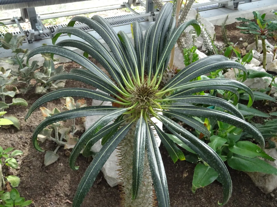 Palmeira de Madagáscar