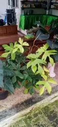 Philodendron 'Florida Ghost' mit gelappten Blättern