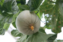 Melón de Charentais