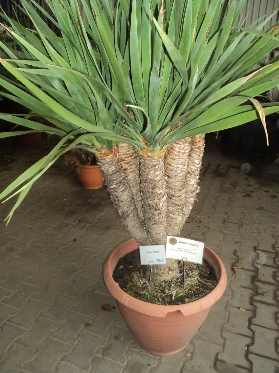 Pianta di dracena delle Canarie in vaso