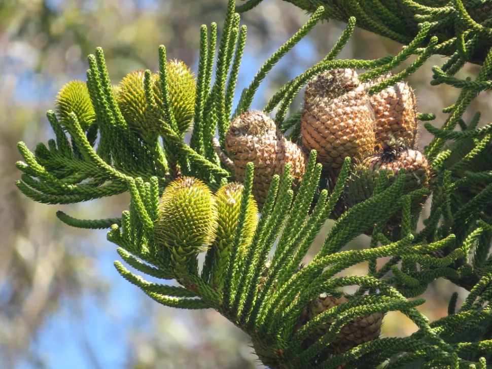 Coni di pino Araucaria columnaris
