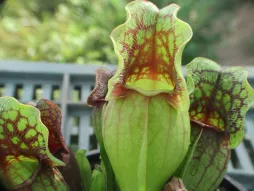 Pianta carnivora verde e viola Sarracenia venosa