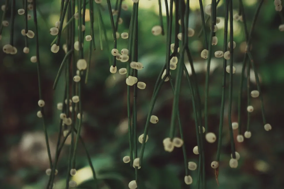Runde Beeren Rhipsalis baccifera