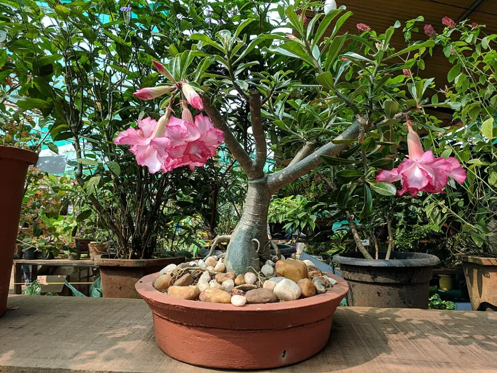 Adenium rose du désert en pot