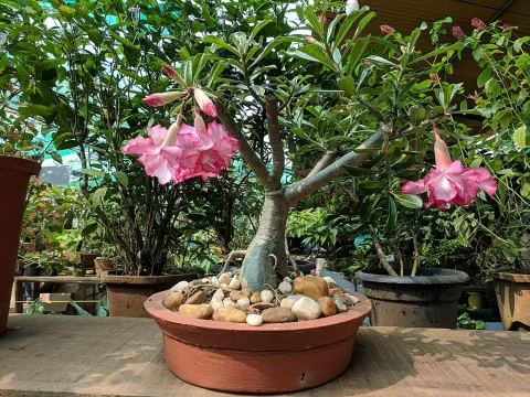 Adenium rose du désert en pot