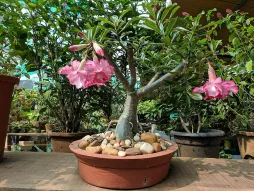 Desert rose adenium in pot