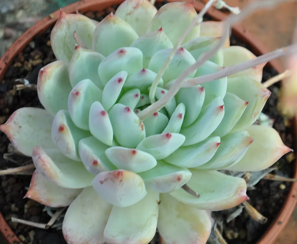 Echeveria colorata mit Blütenstand