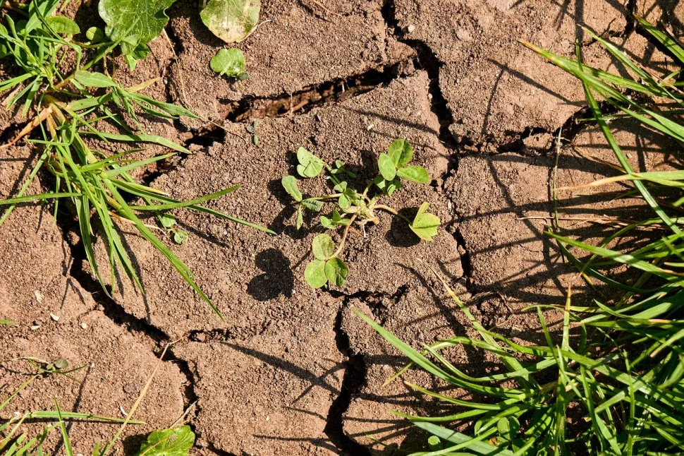 Tierra arcillosa