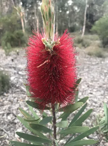 Red flowers Melaleuca glauca