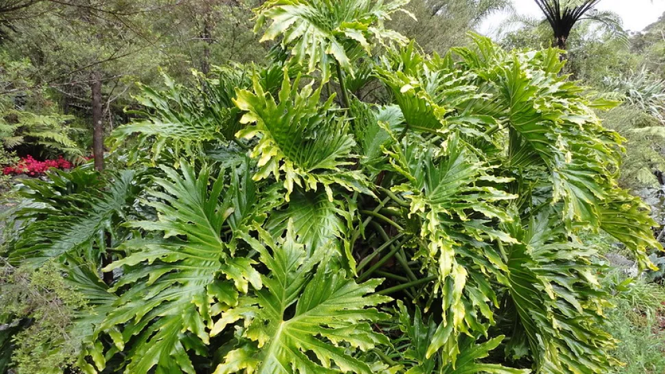 Follaje Philodendron bipinnatifidum