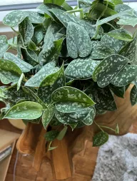 Scindapsus argyraeus in een pot