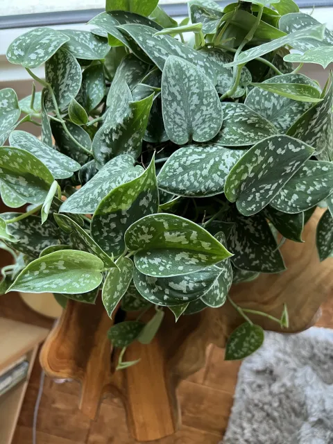 Scindapsus argyraeus in pot