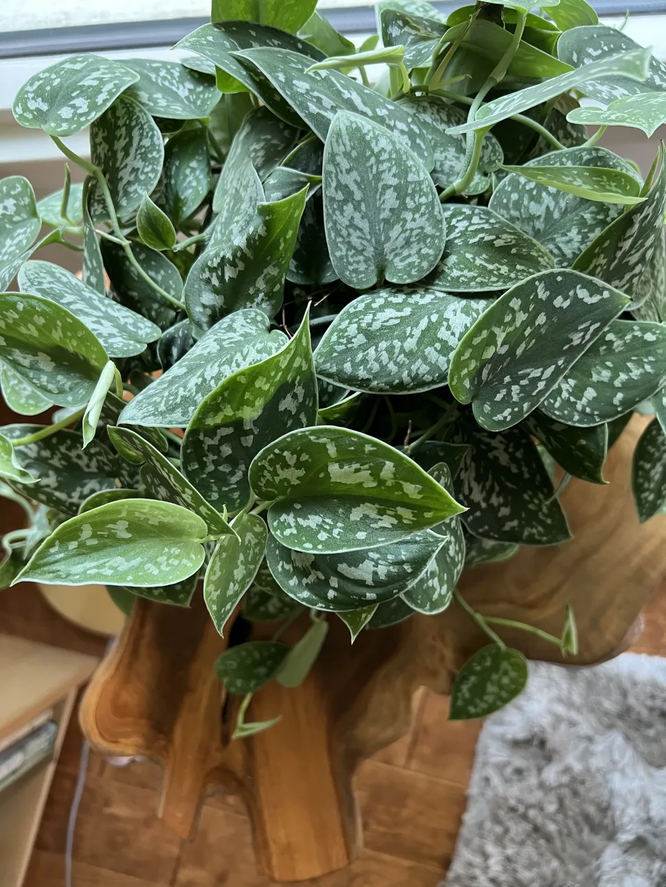 Scindapsus argyraeus num vaso