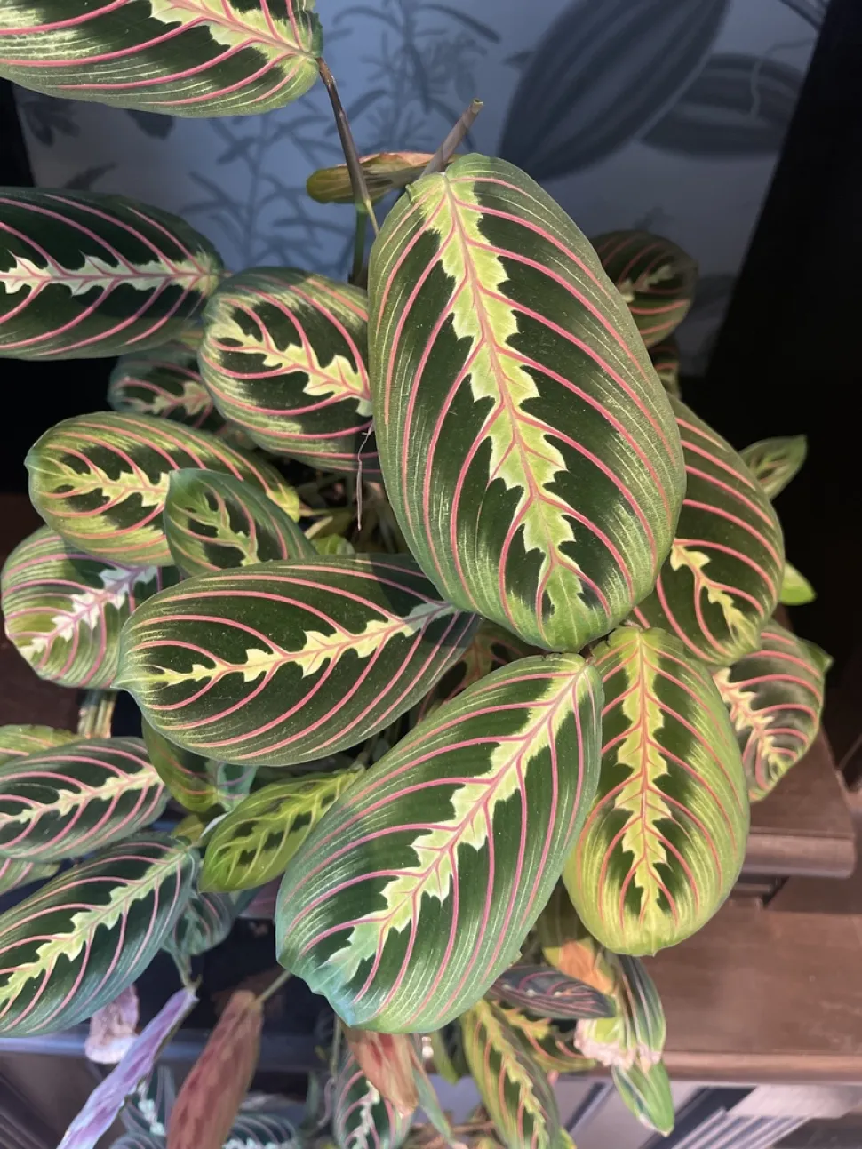Dekorativt løv af Maranta leuconeura
