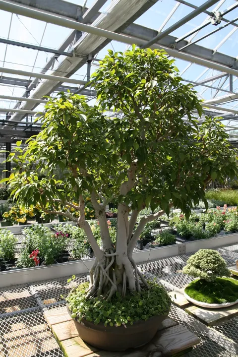 Ficus Benjamina grande en maceta con troncos entrelazados