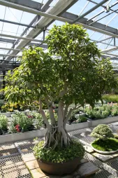 Grote Benjamina Ficus in een pot met verstrengelde stammen