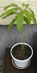 Aguacatero en maceta