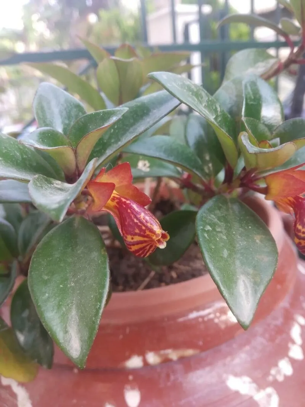 Fleurs orange et rouge Nematanthus gregarius 'Tropicana'