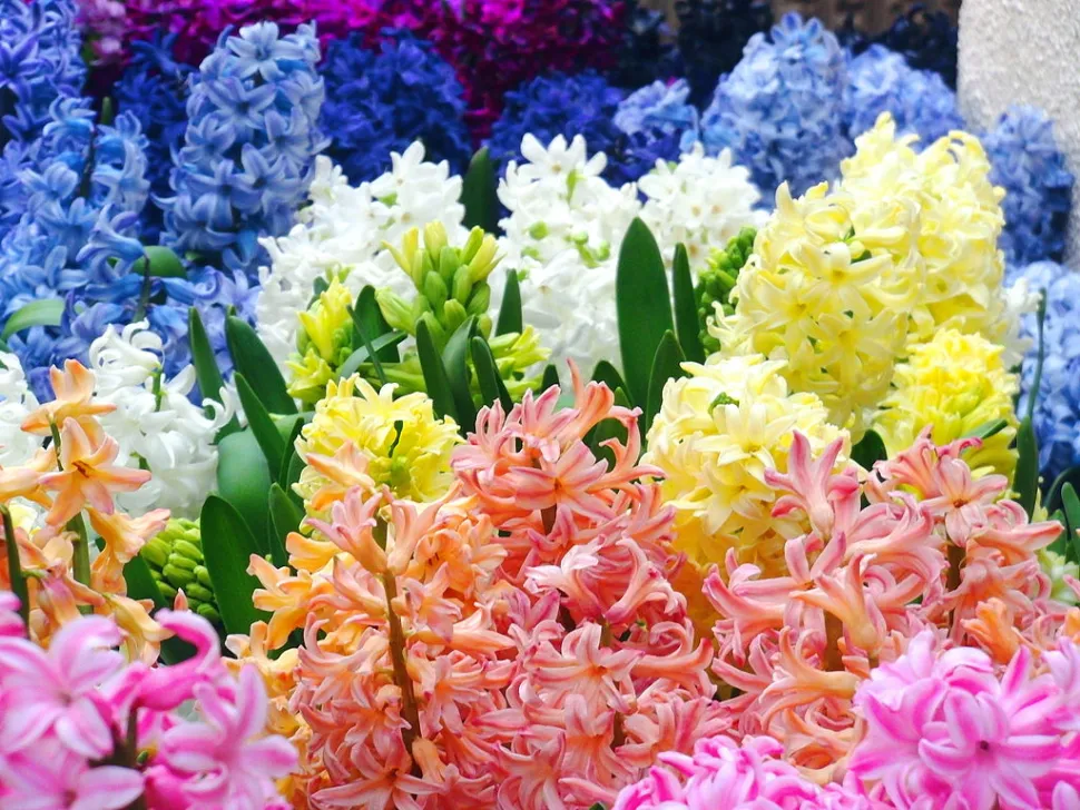 Hyacinthus orientalis