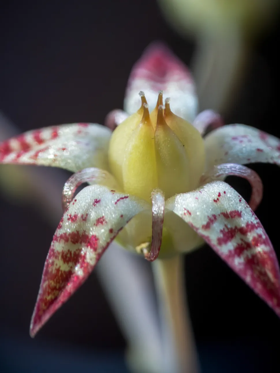 Quetzalcoatlia superba flowers