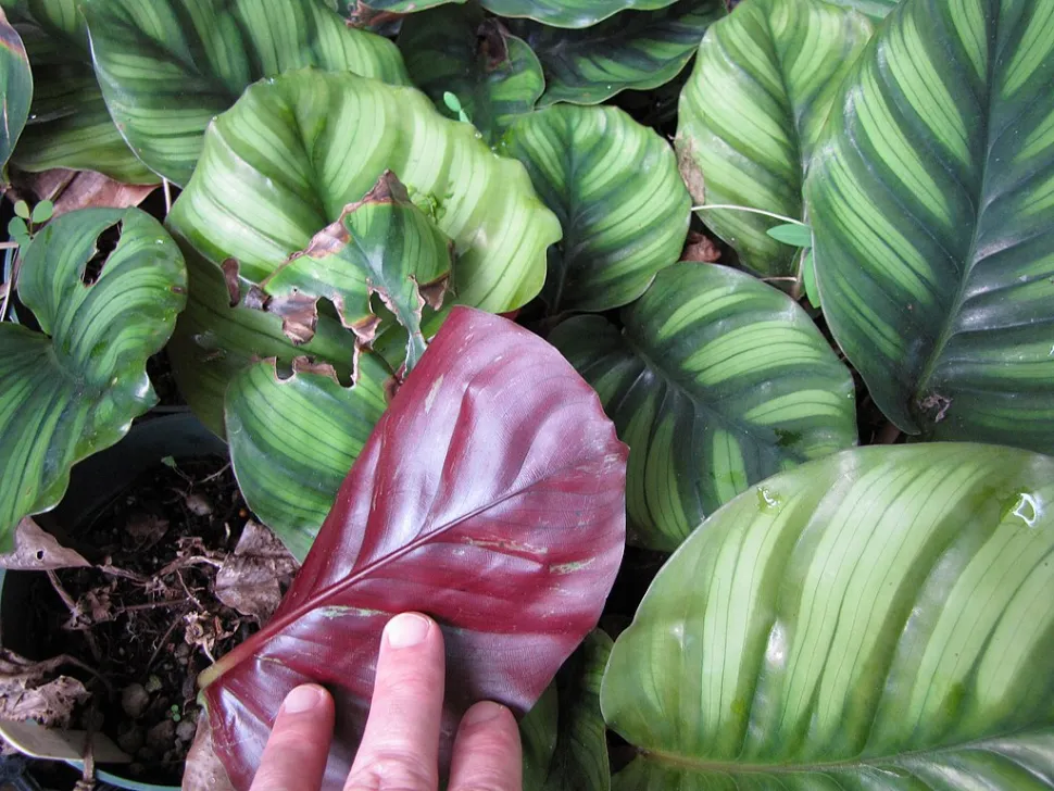 Inversión púrpura de las hojas de Goeppertia orbifolia