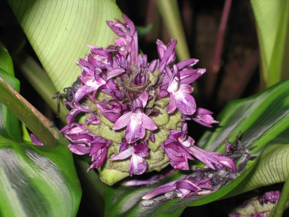 Goeppertia zebrina en flor