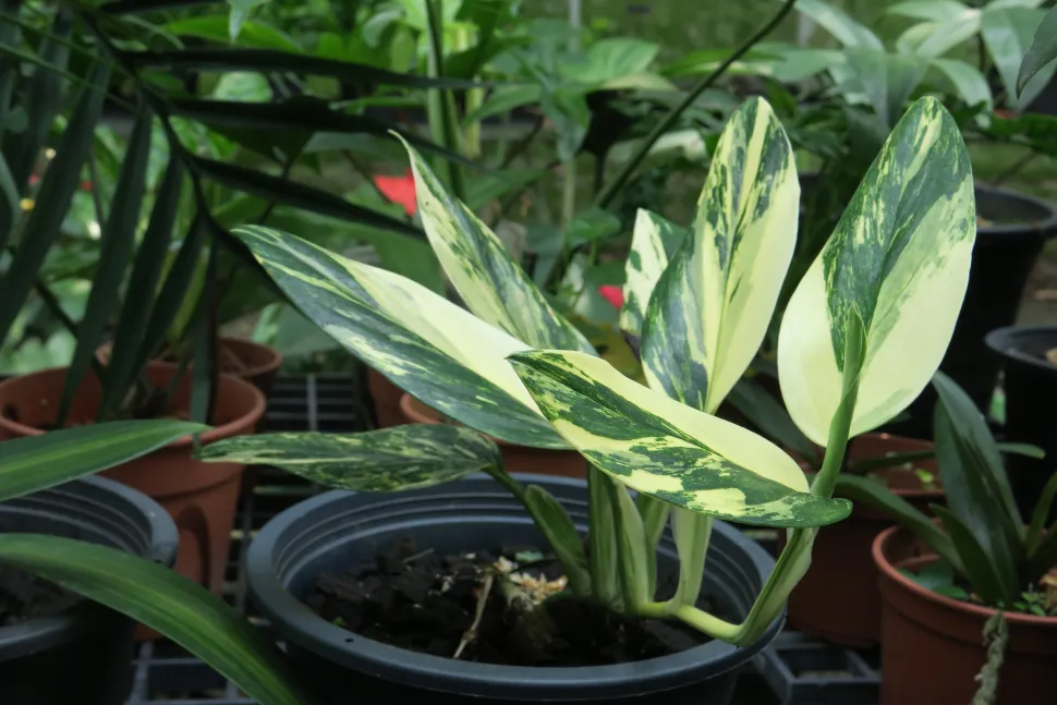 Nærbillede af tropisk løv, Monstera standleyana variegated med smukke grønne og gule blade