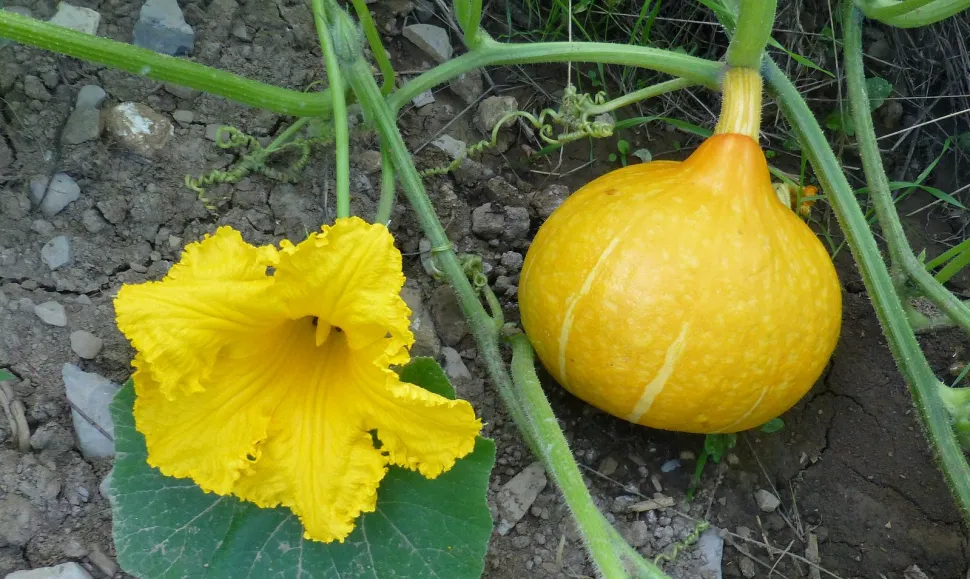 Flor amarilla y calabaza Cucurbita maxima