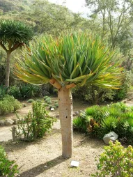 Giovane albero di drago delle Canarie in natura