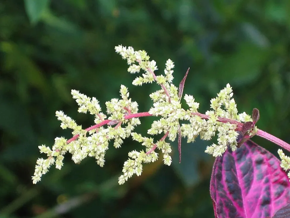 Weiße Blüten Iresine herbstii