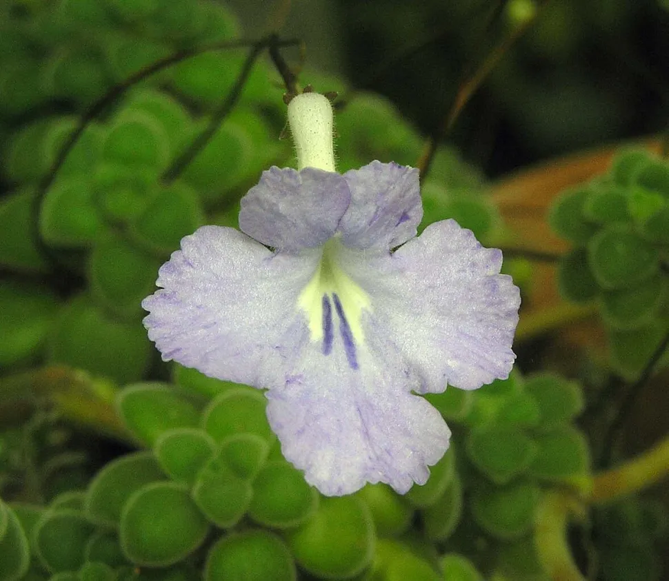 Streptocarpus saxorum Weiße Blüten