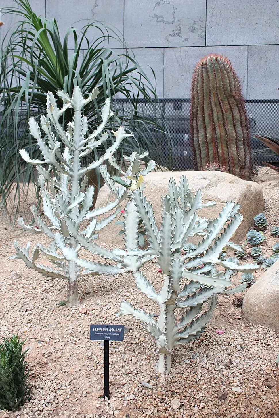 Euphorbia lactea 'White Ghost' en el suelo