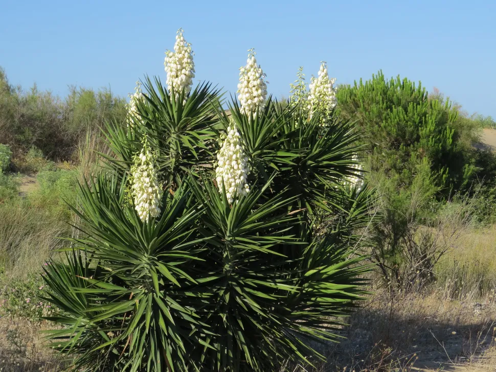 Yucca aloifolia en flor