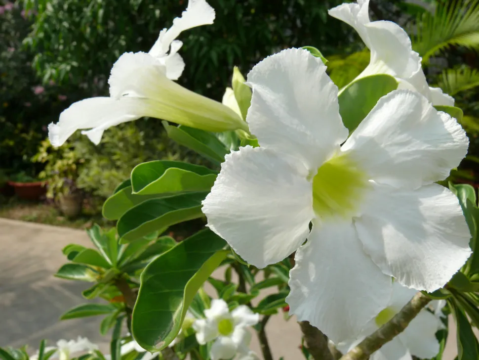 Adenium obesum hvid blomst
