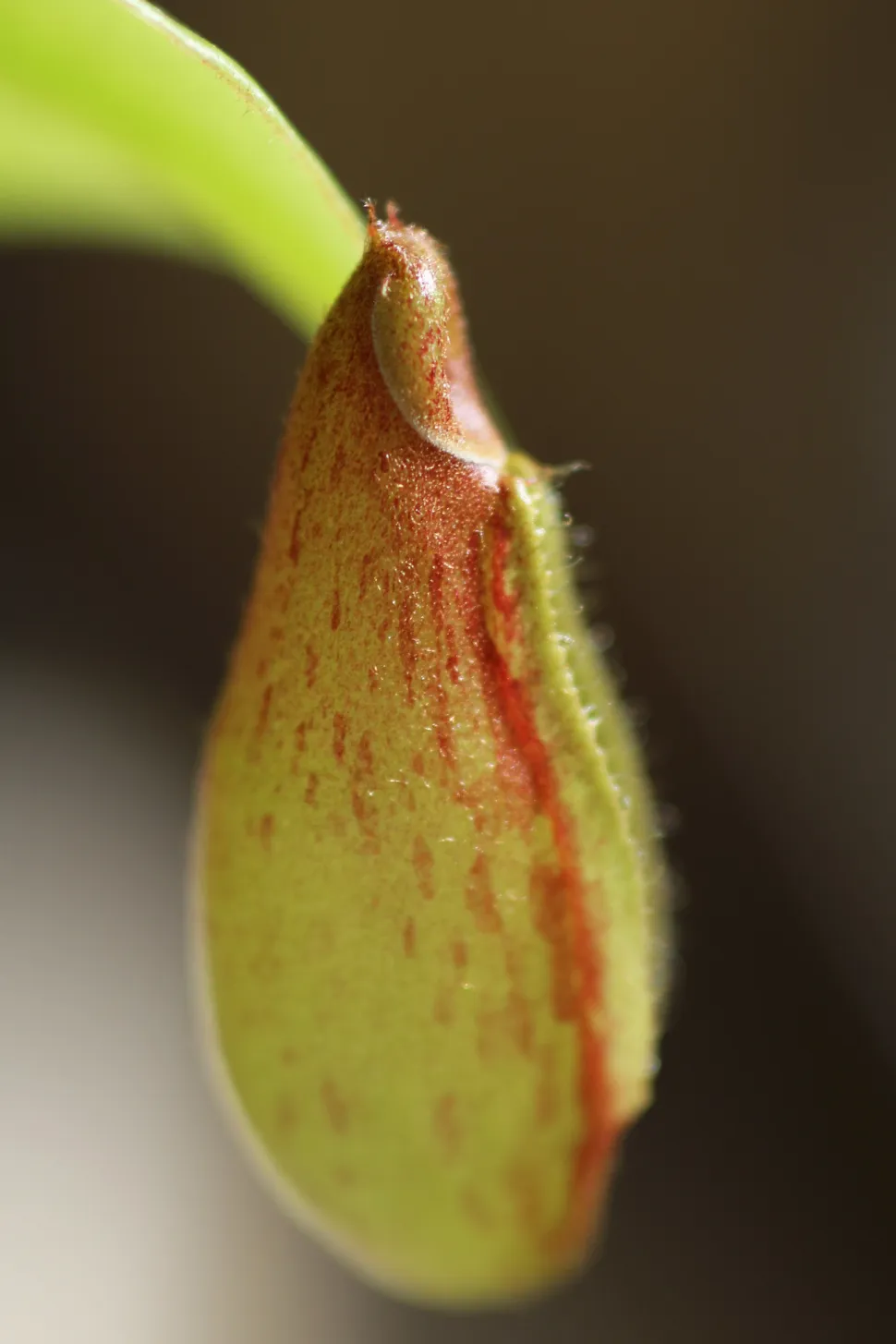 Grande plano de uma urna de Nepenthes Gaya