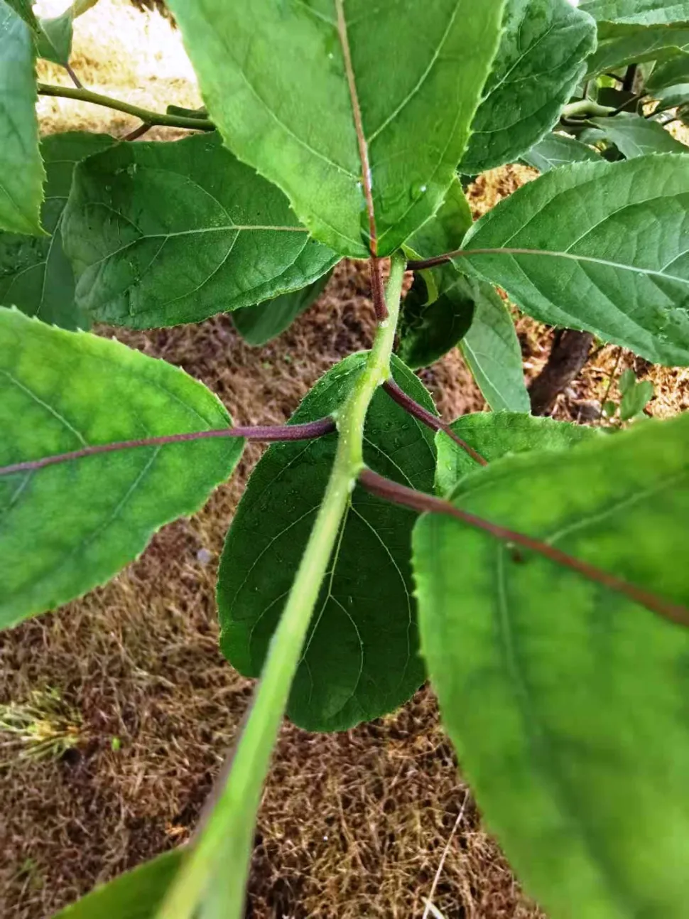 Fogliame di Ehrethia acuminata